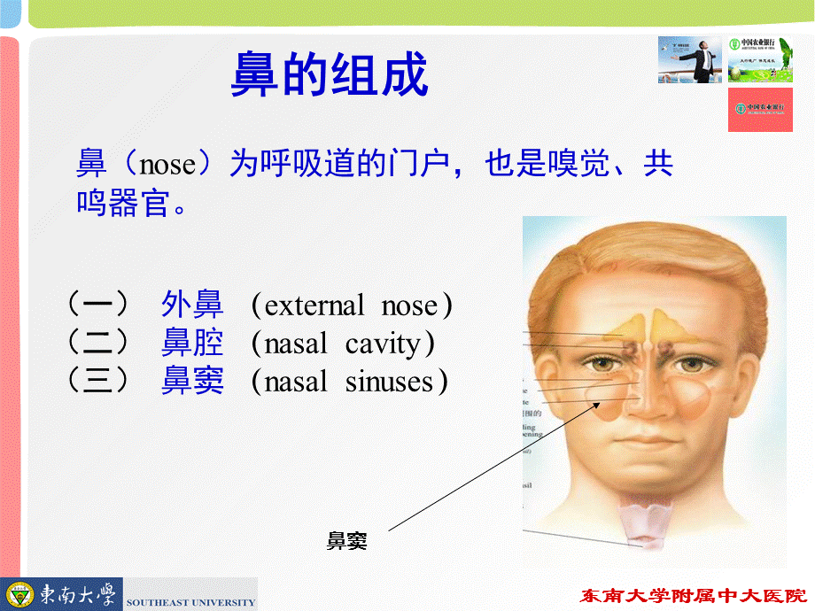 鼻的应用解剖及生理PPT课件02.ppt_第2页