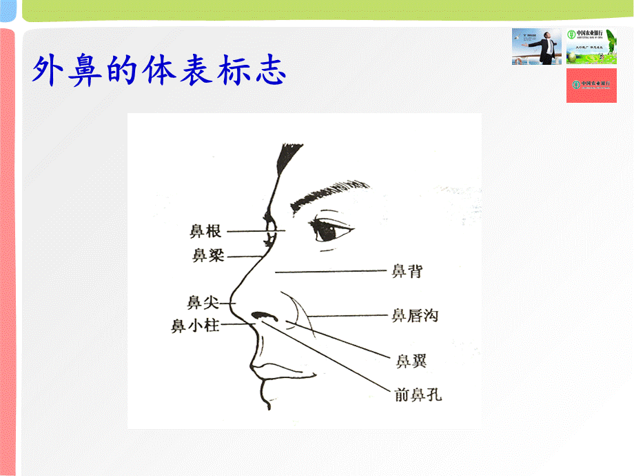 鼻的应用解剖及生理PPT课件02.ppt_第3页