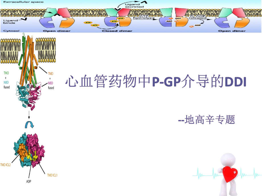 p-gpP-糖蛋白药物相互作用.pptx_第1页