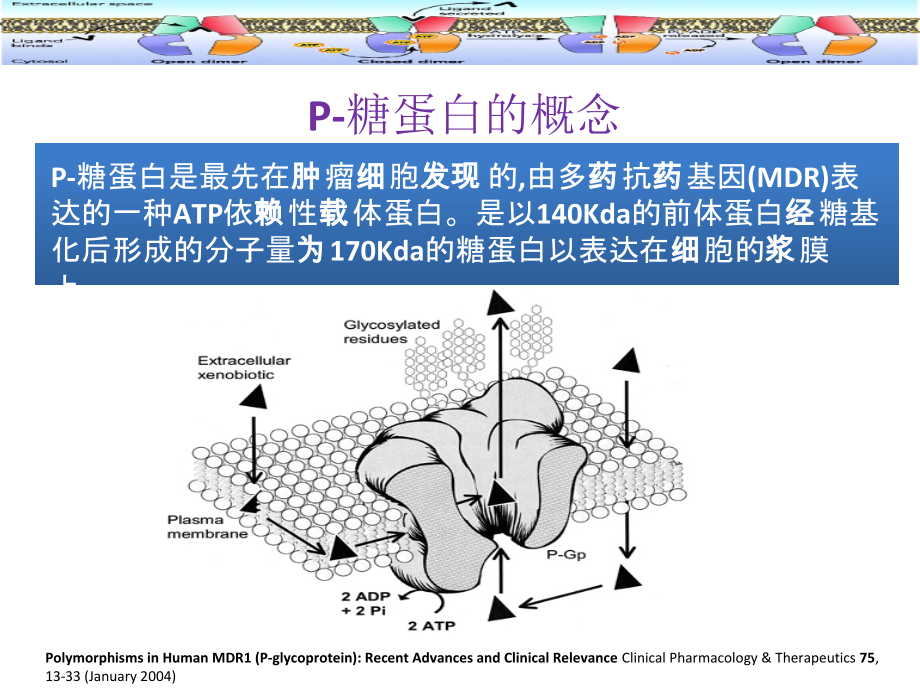 p-gpP-糖蛋白药物相互作用.pptx_第3页