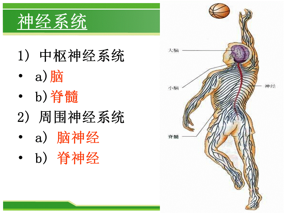 462神经系统的组成+++24.ppt_第3页