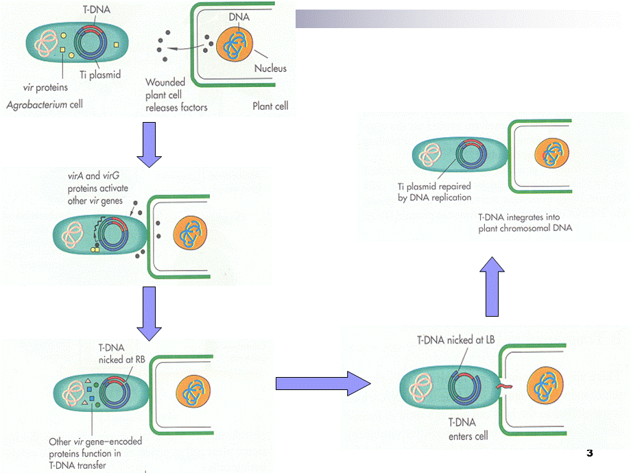 T-DNA的转化.ppt_第3页