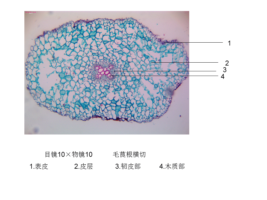 《药用植物学》实验.ppt_第1页