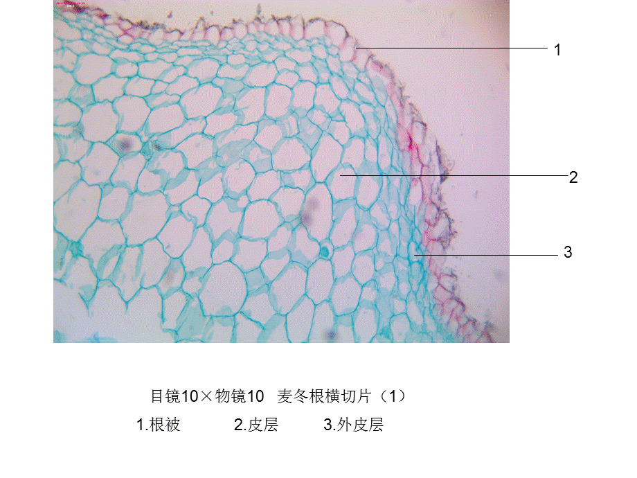 《药用植物学》实验.ppt_第3页