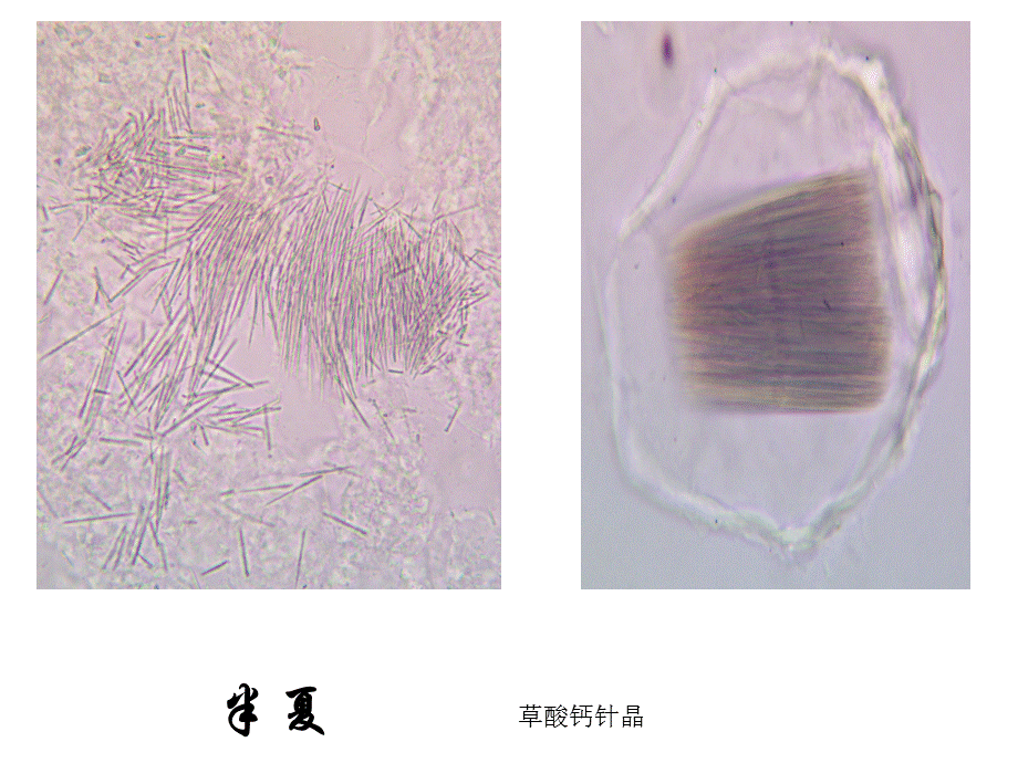 《药用植物学》晶体.ppt_第1页