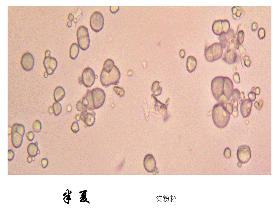 《药用植物学》晶体.ppt_第2页