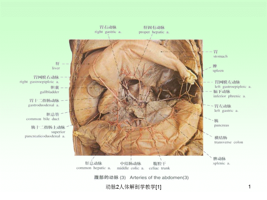 动脉2人体解剖学教学[1]课件.ppt_第1页