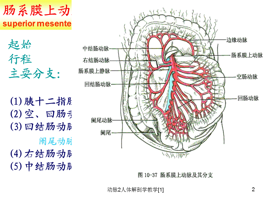 动脉2人体解剖学教学[1]课件.ppt_第2页