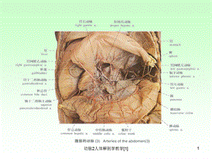 动脉2人体解剖学教学[1]课件.ppt