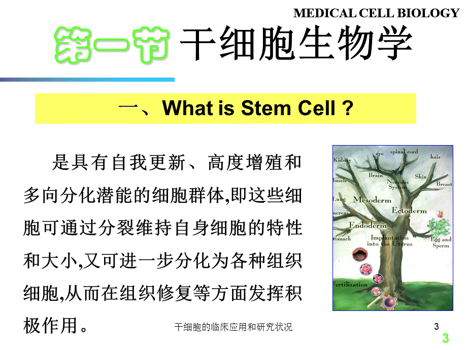 干细胞的临床应用和研究状况课件.ppt_第3页