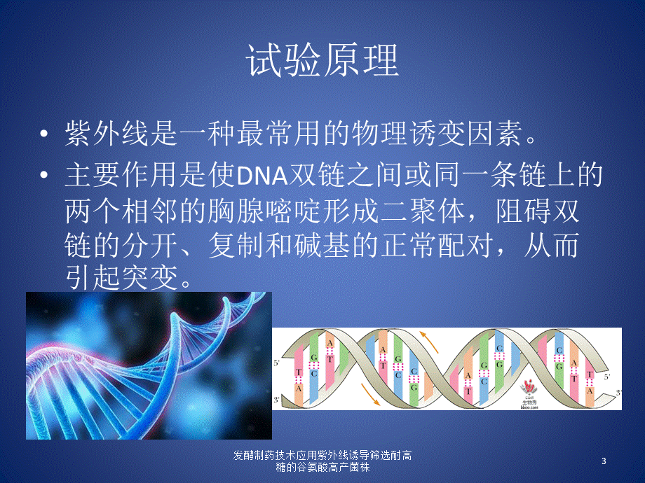 发酵制药技术应用紫外线诱导筛选耐高糖的谷氨酸高产菌株课件.pptx_第3页