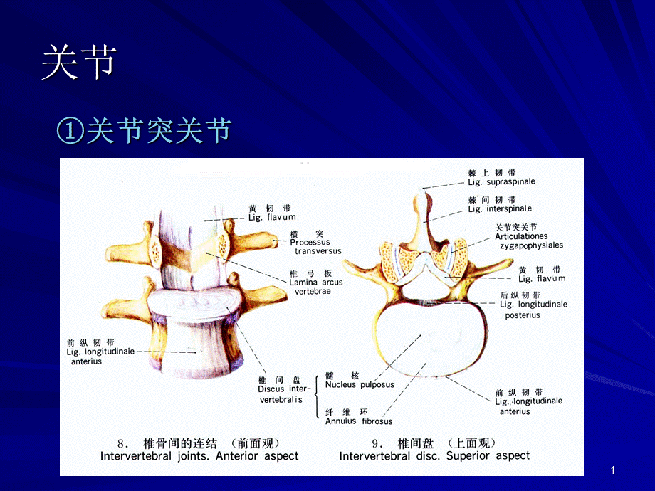 康复脊柱运动学优秀课件.ppt_第1页