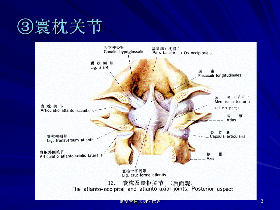 康复脊柱运动学优秀课件.ppt_第3页