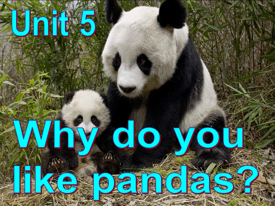 人教版七年级英语下册Unit5Why do you like pandas Section A 1a-1c.ppt_第1页