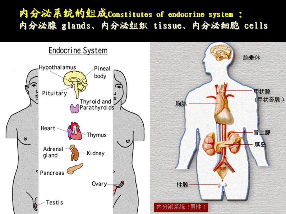 基础医学内分泌系统疾病课件.ppt_第2页