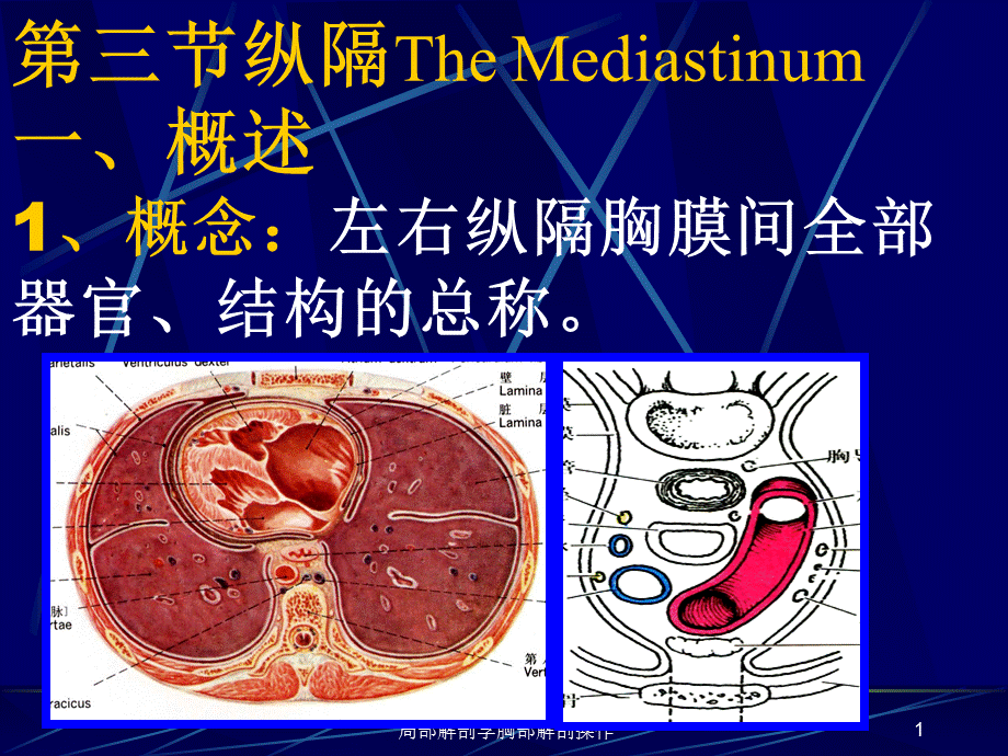 局部解剖学胸部解剖操作课件.ppt_第1页