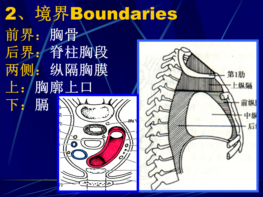 局部解剖学胸部解剖操作课件.ppt_第2页