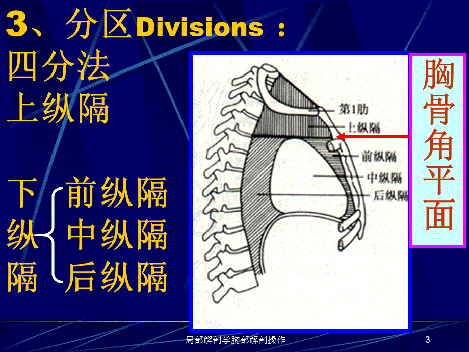 局部解剖学胸部解剖操作课件.ppt_第3页