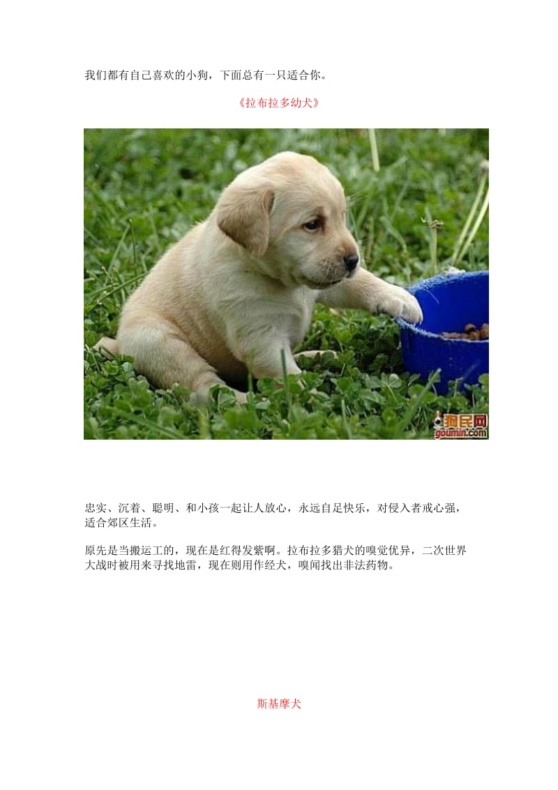 几十种爱犬你来选.doc_第1页