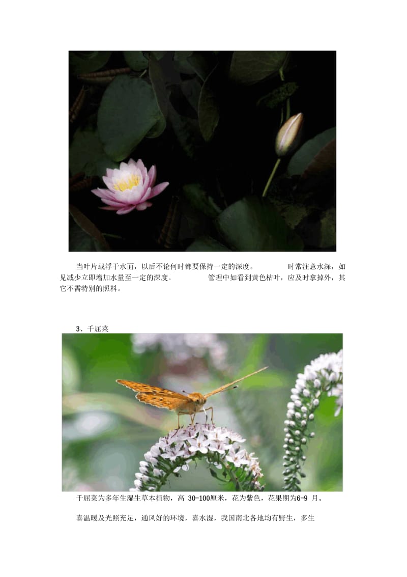 生态浮岛常见植物的培植要点解析.docx_第2页