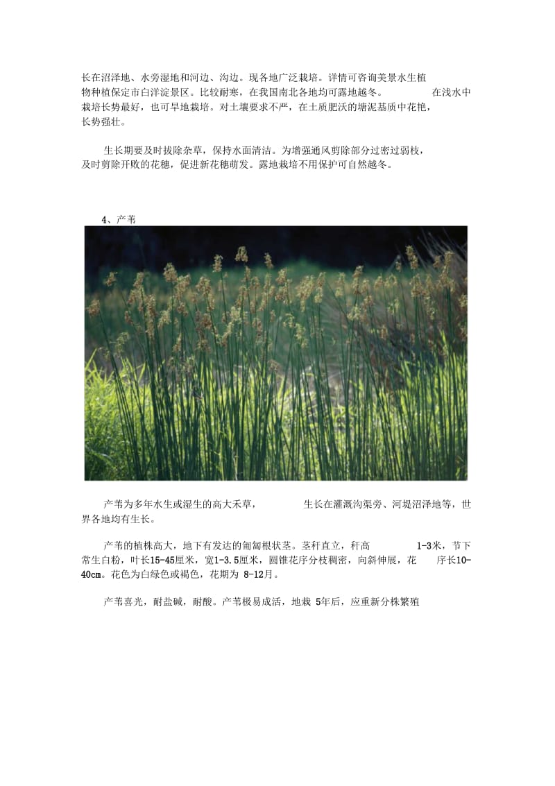 生态浮岛常见植物的培植要点解析.docx_第3页