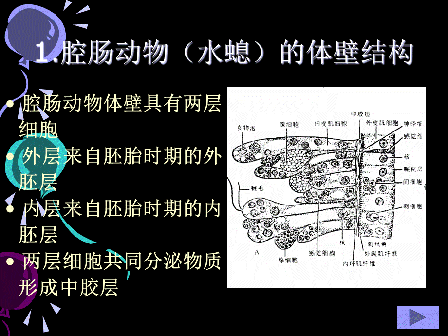 动物的体腔.ppt_第2页