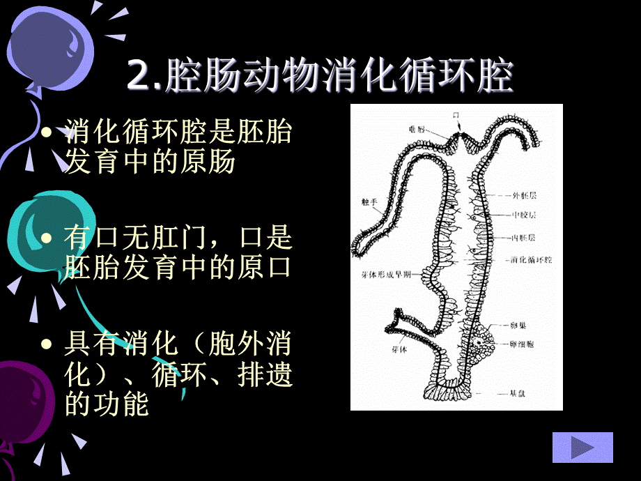 动物的体腔.ppt_第3页