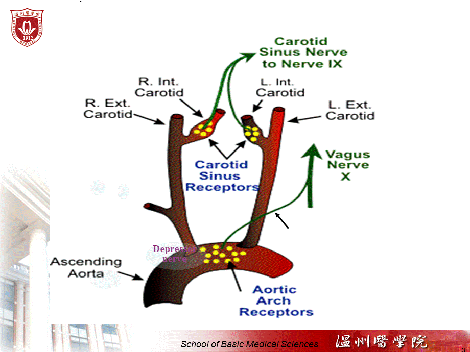 家兔心血管活动的神经体液调节及药物课件.ppt_第3页