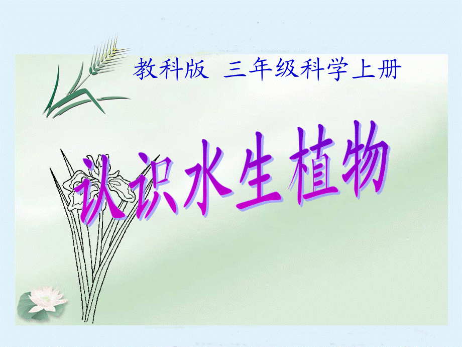 三年级科学上册_水生植物课件_教科版.ppt_第1页