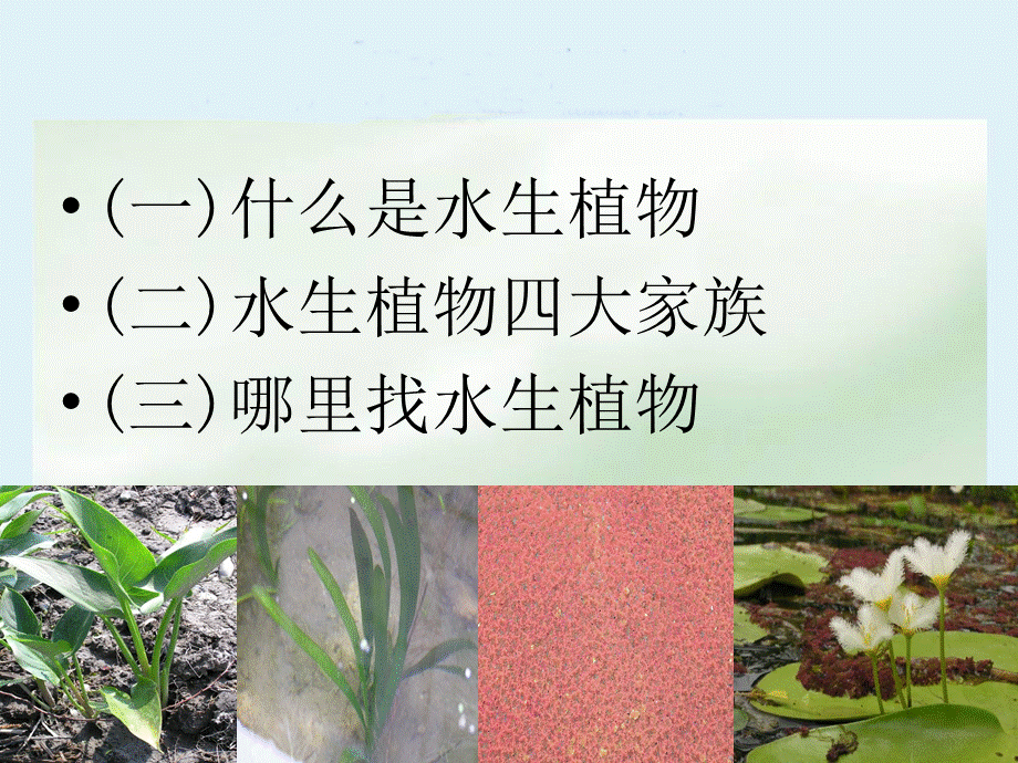 三年级科学上册_水生植物课件_教科版.ppt_第2页