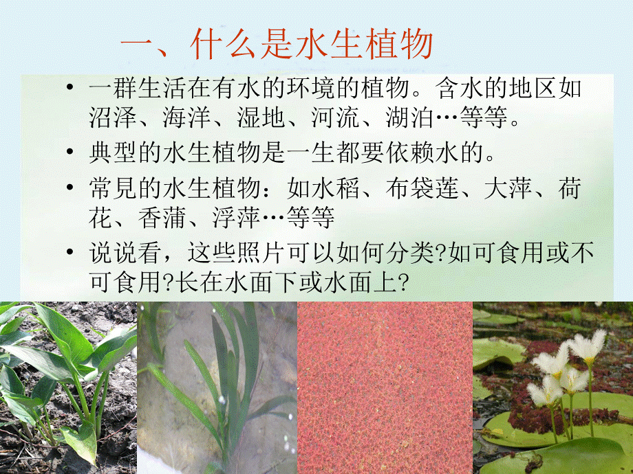 三年级科学上册_水生植物课件_教科版.ppt_第3页