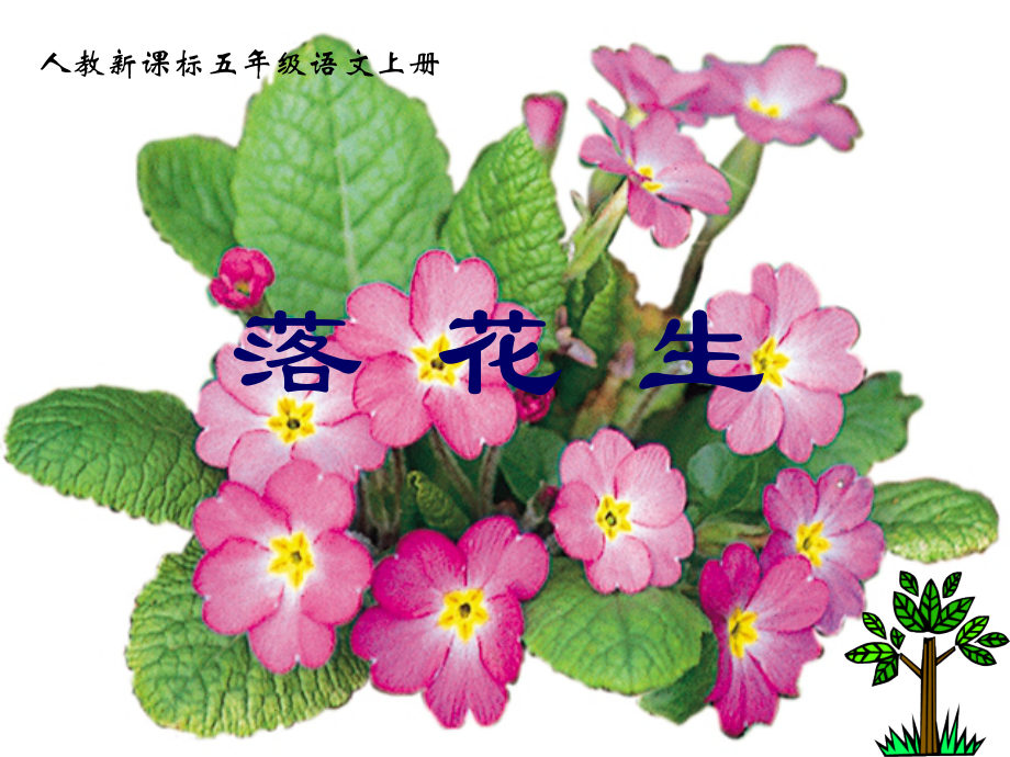 落花生课件(3).ppt_第1页