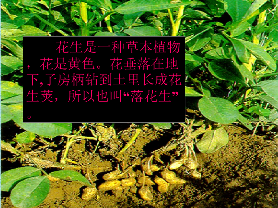 落花生课件(3).ppt_第2页