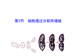 2018秋北师大版七年级生物上册课件：第3章 第3节 细胞通过分裂而增殖.ppt