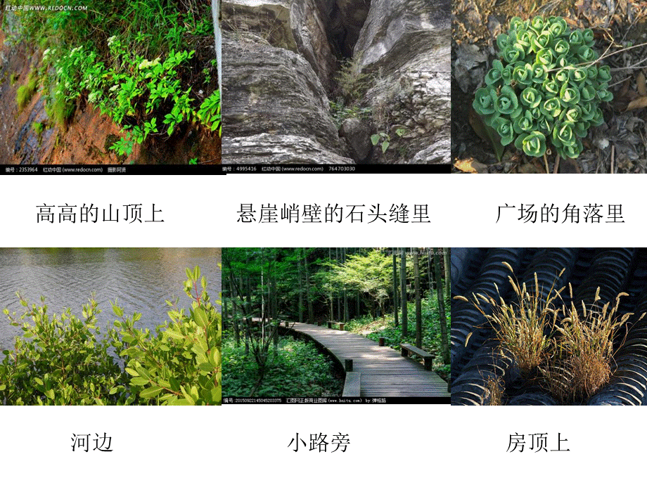 《一粒种子的旅行》PPT91672.ppt_第2页