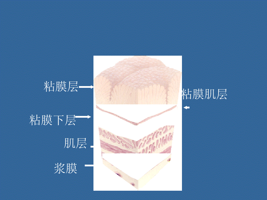 《护理消化》课件.ppt_第3页