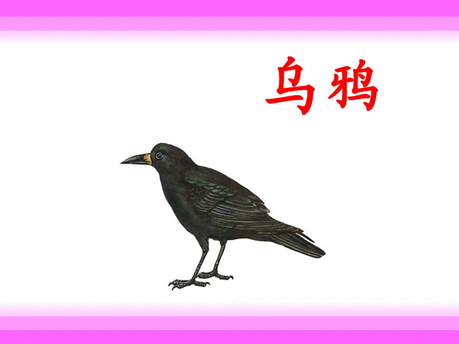 乌鸦喝水 (5).ppt_第2页