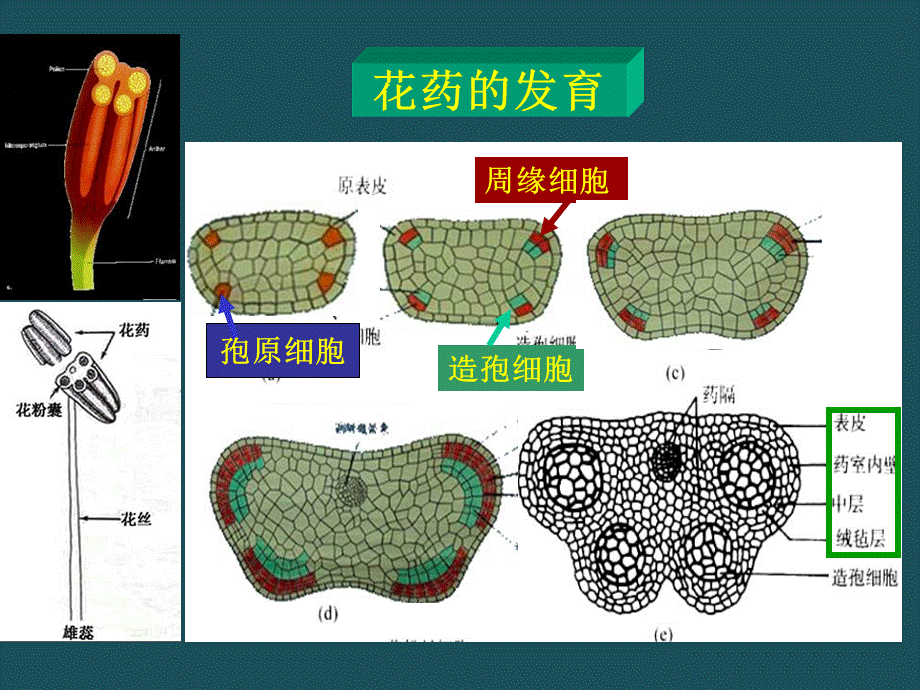 10第十章生殖器官2ppt课件.ppt_第2页