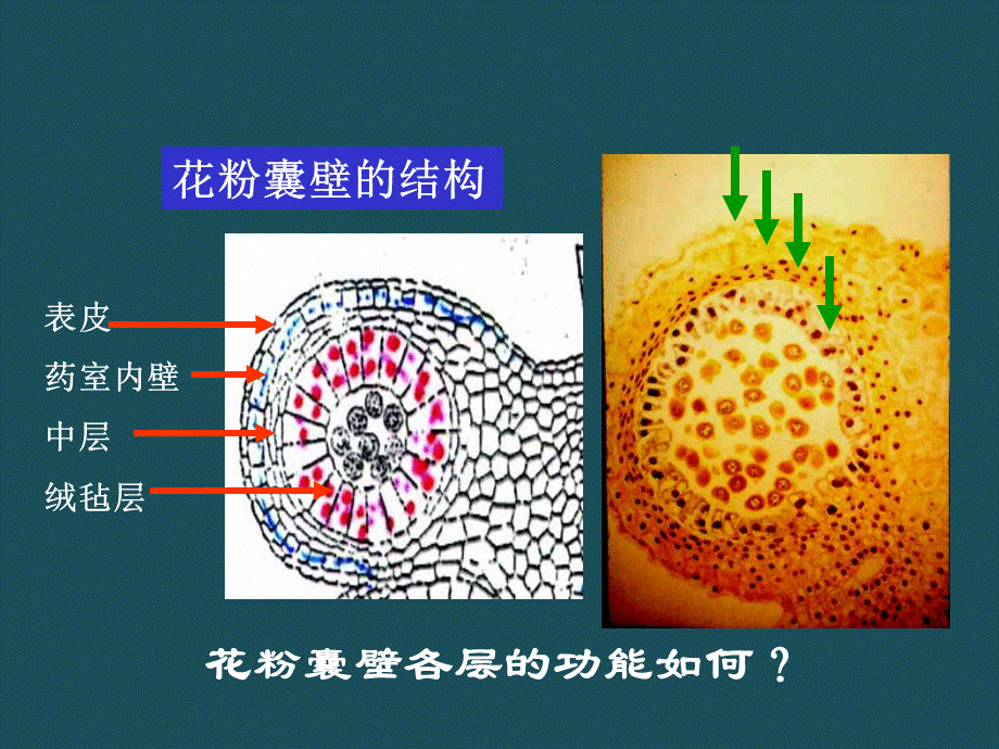 10第十章生殖器官2ppt课件.ppt_第3页