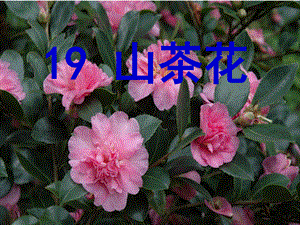 《山茶花》PPT.ppt