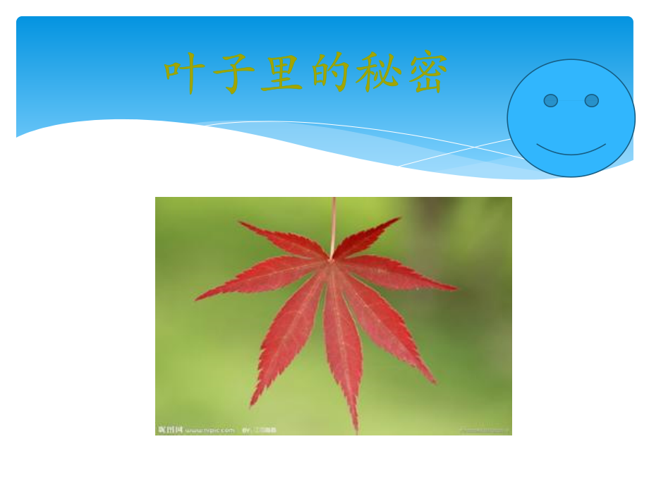 叶子里的秘密PPT.pptx_第1页
