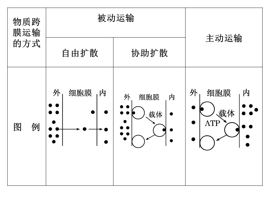 影响物质跨膜运输的因素.ppt_第3页