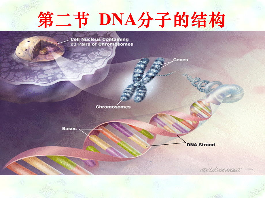 DAN分子的结构.ppt_第2页