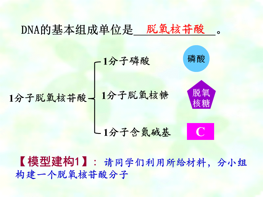 DAN分子的结构.ppt_第3页