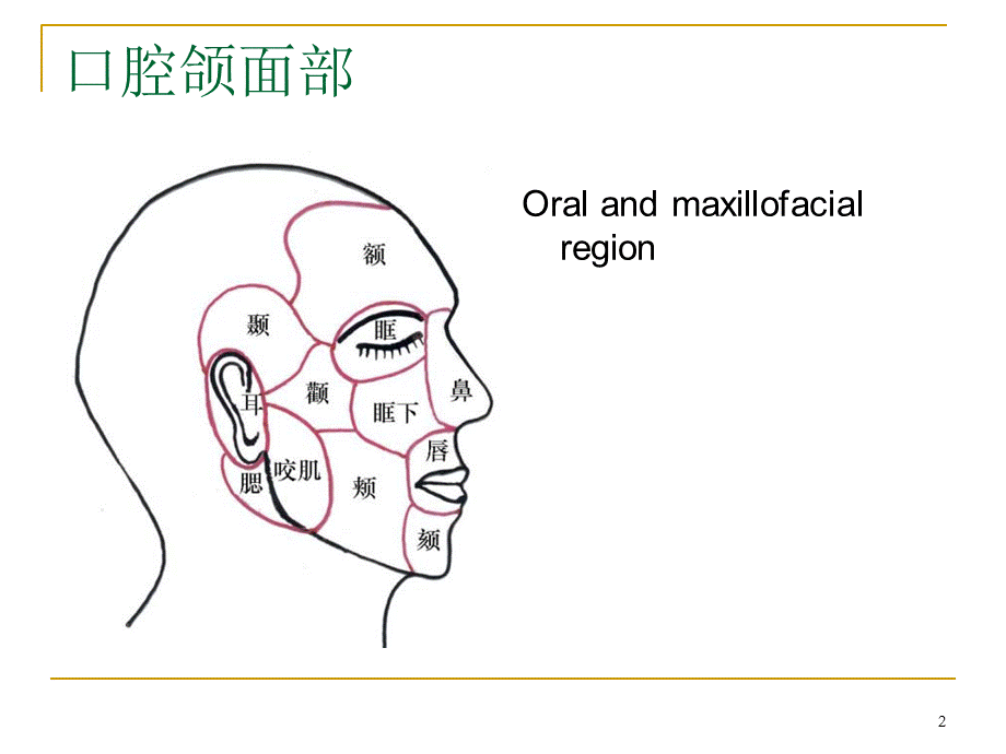 《口腔解剖和生理》演示PPT.ppt_第2页