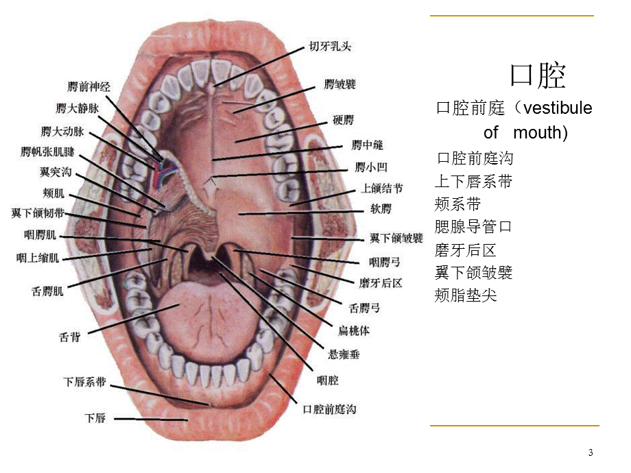 《口腔解剖和生理》演示PPT.ppt_第3页