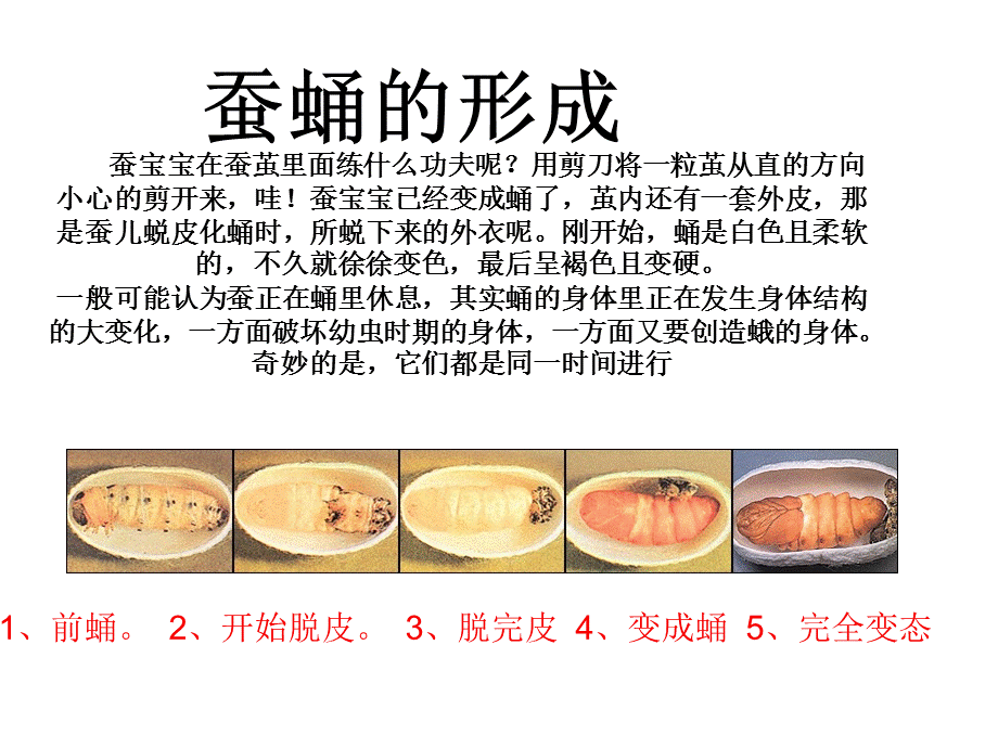 蚕变了新模样(好用).ppt_第2页