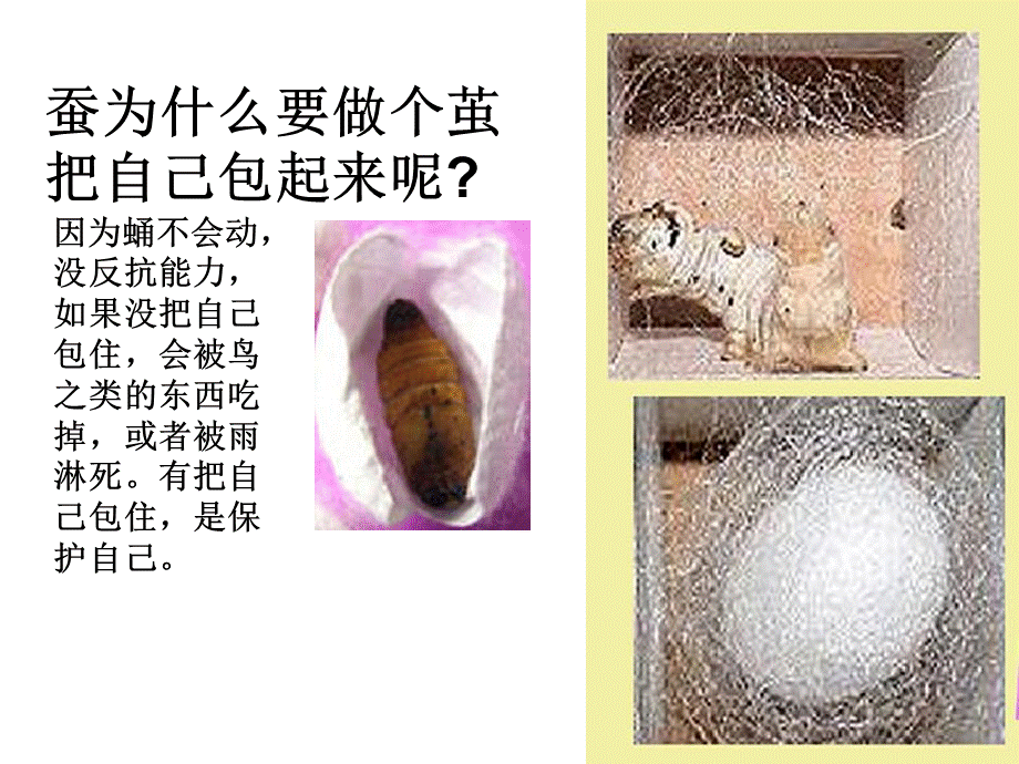 蚕变了新模样(好用).ppt_第3页