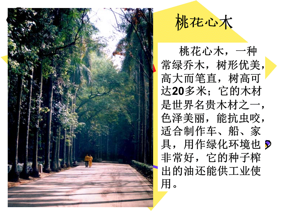 3桃花心木 (2).ppt_第2页