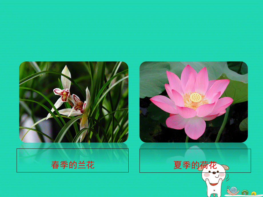 【最新】八年级生物上册 4.1.1《花的结构和类型》课件.ppt_第2页